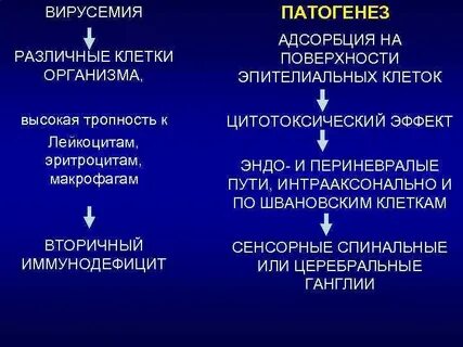 Вирусемия
