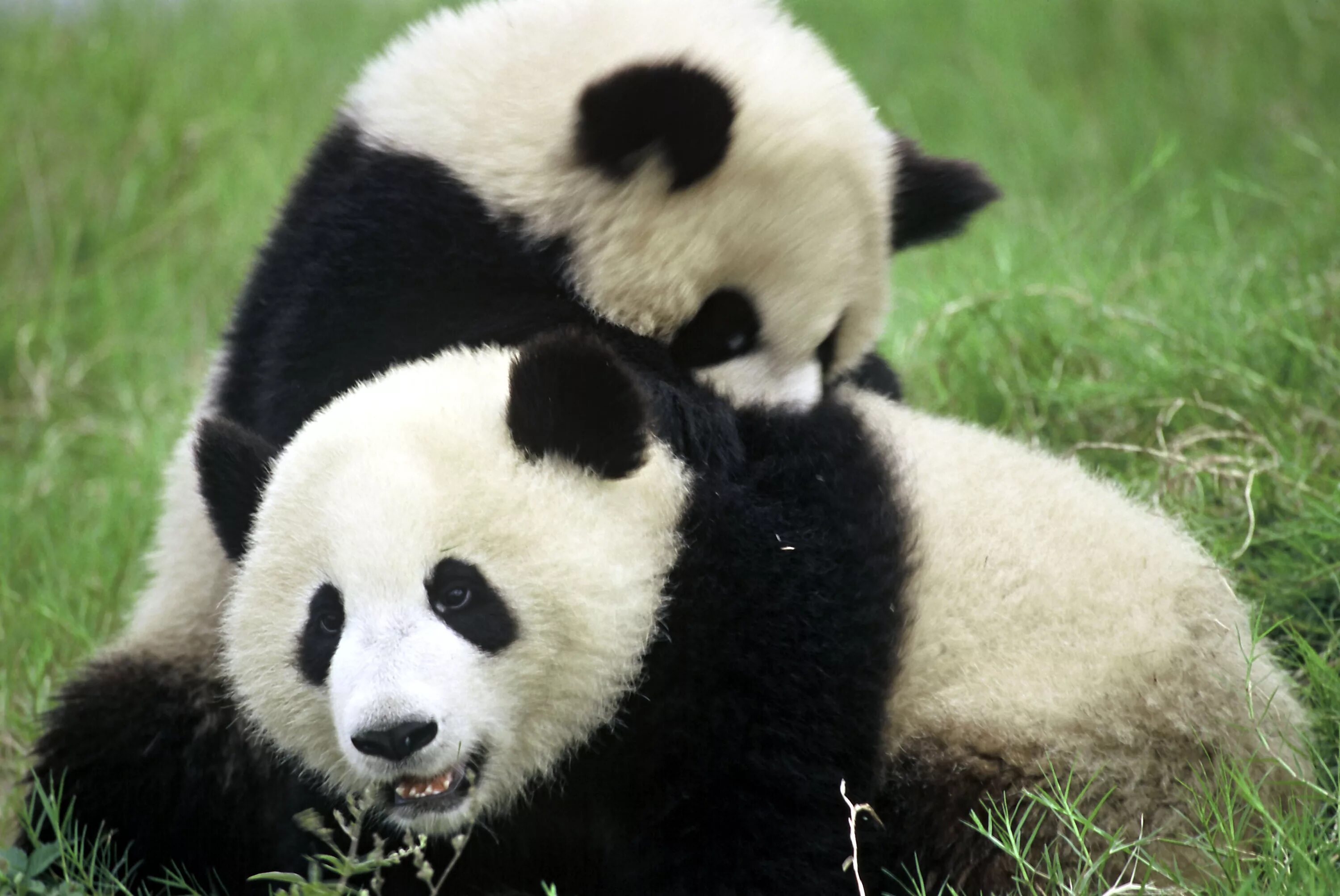 Pandas id