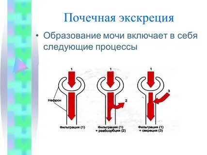 Экскреция что это