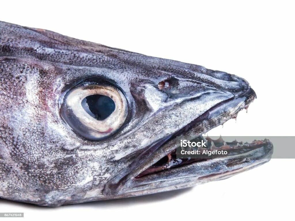 Как выглядит рыба хек с головой. Рыба хек живая. Европейская мерлуза. Европейская мерлуза. Рыба мерлуза хек.