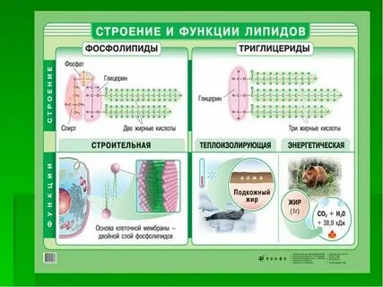Самостоятельная работа по биологии углеводы и липиды