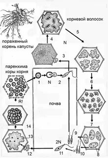 Возбудитель рака