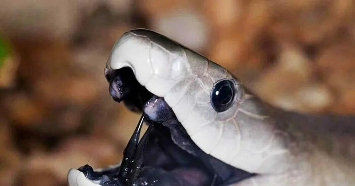 Boiga gemmicincta. Змея кобра нагайна. Мамба язык. Королевская кобра клыки. Мамба язык.