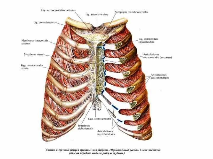 Грудино реберный сустав 2 ребра. Соединения грудины и ребер анатомия. Грудино реберный синхондроз 1 ребра. Межхрящевые суставы ребер.