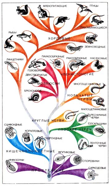 Происхождение животных основные этапы эволюции животного