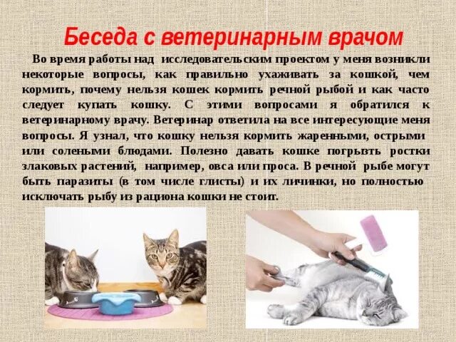 Как ухаживать за котенком 1 месяц. Правила ухода за кошкой. Как правильно ухаживать за котом. Как нужно ухаживать за кошкой. Памятка по уходу за кошкой.