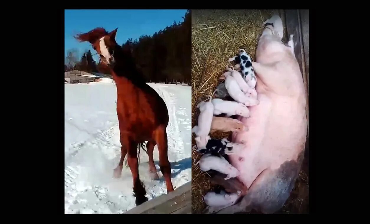 Год лошадь видео. Лошадь и свинья. Видеоролики лошадей. Большой маленький животные. Долгая лошадь.