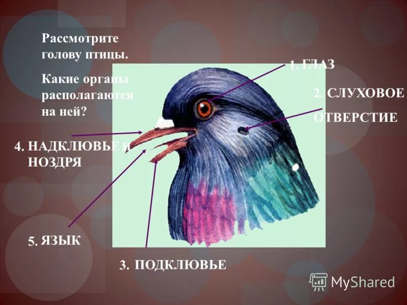 орган слуха у птиц. строение птицы 1 класс. слуховое отверстие у птиц. особенности внешнего строения птиц. строение птицы 7 класс биология.