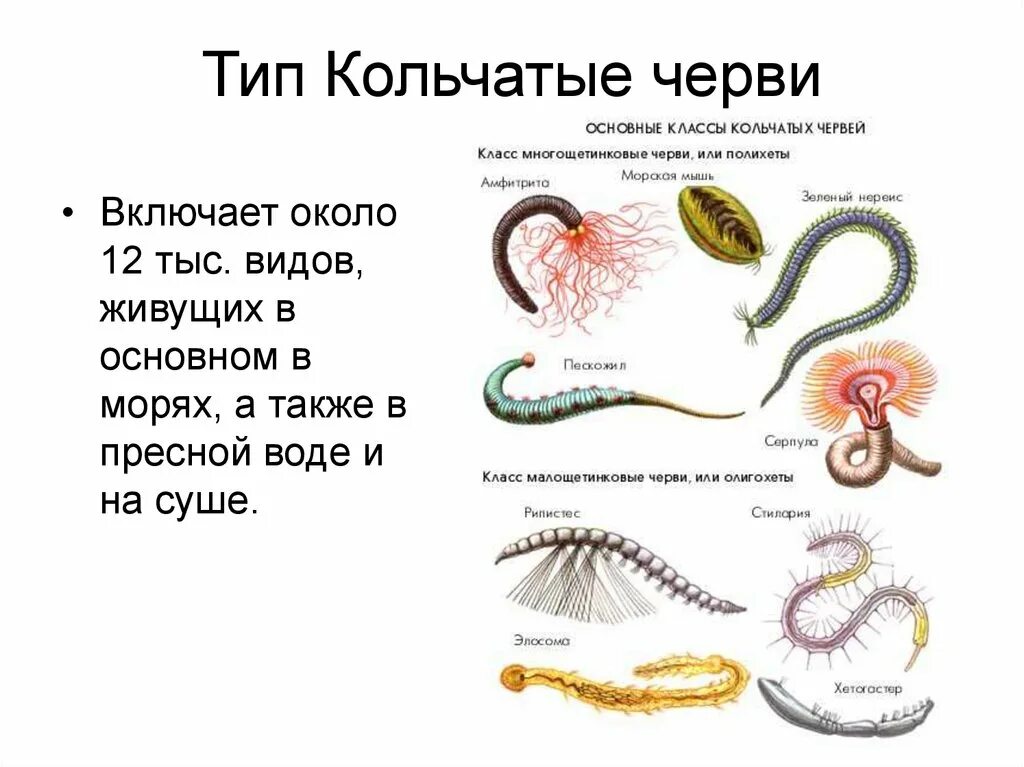 Тип круглые черви и кольчатые черви. Таксономия кольчатых червей. Биология 7 класс типы кольчатых червей. Беспозвоночные животные Тип кольчатые черви это. Первые кольчатые черви