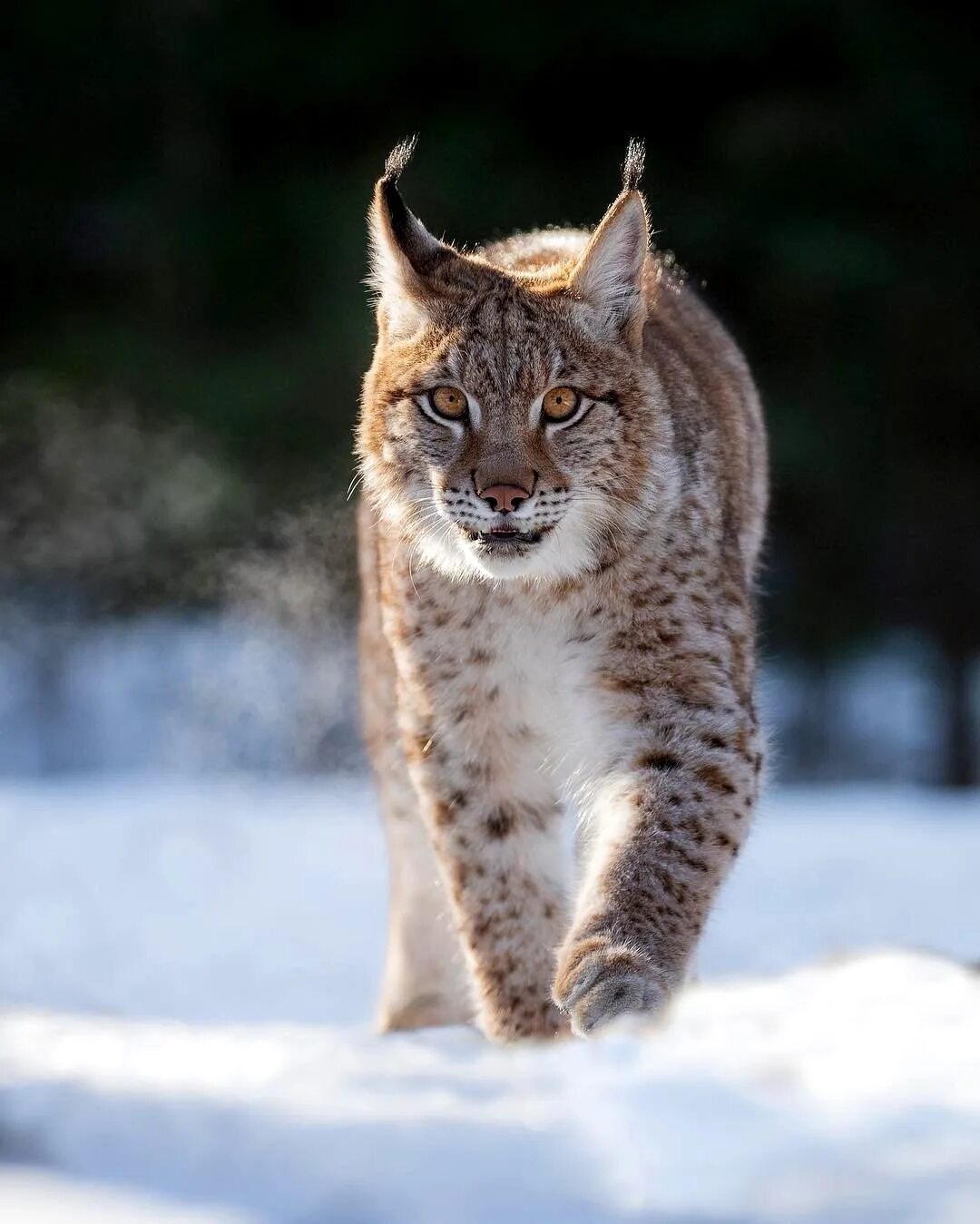 Рысь - Lynx Lynx (Linnaeus, 1758). Восточно Сибирская Рысь. Беловежская пуща Рысь. Гималайская Рысь. Рысь в тундре