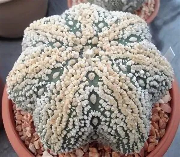 Astrophytum asterias. Astrophytum asterias hanazono.