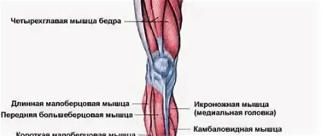 Функции напрягателя широкой фасции бедра. Мышца напрягающая широкую фасцию бедра функции. Медиальная головка икроножной мышцы. Латеральная головка икроножной мышцы.