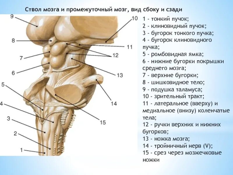 Ствол среднего мозга строение. Ствол мозга строение вид спереди. В состав ствола мозга входят