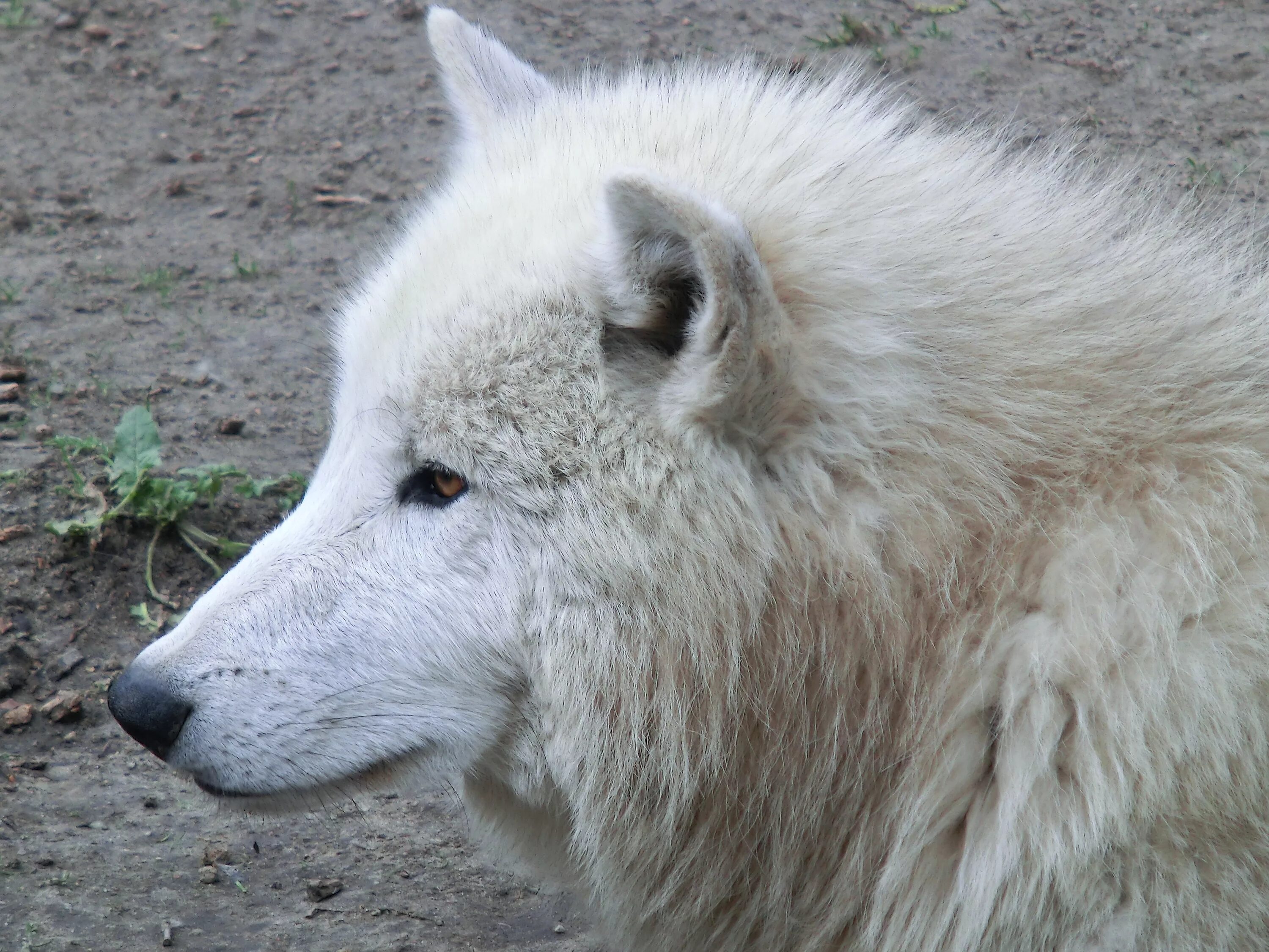 Белый волк с желтыми глазами. Белый волк картинки. White wolf калининград. Белый волк калининград рукопашный бой. Клуб white wolf, калининград.