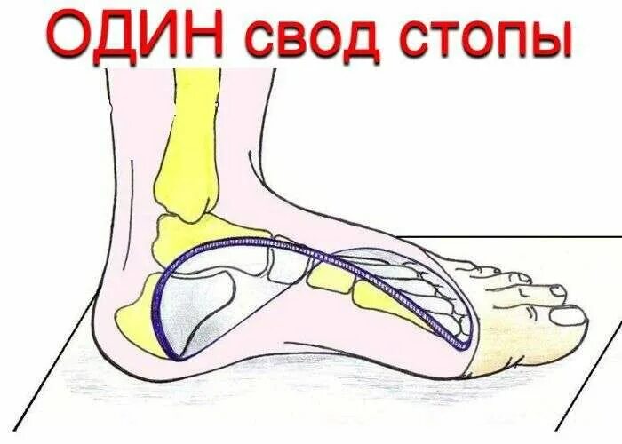 Пассивные затяжки сводов стопы. Спираль сводов стопы. уплощение поперечного свода стопы. нервные в своде стопы. ортезы стопы эволюция взглядов.