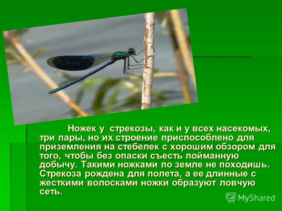 что можно рассказать о стрекозе. краткая информация о стрекозе. стрекозы отряд насекомых. интересные факты о стрекозах. что можно рассказать о стрекозе.