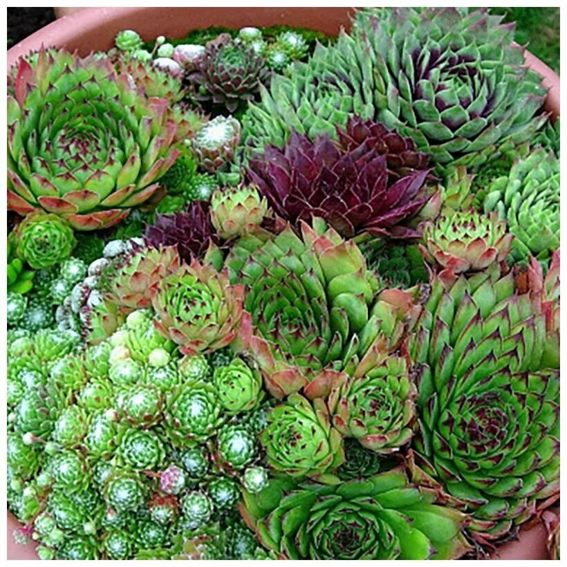 Молодило (Sempervivum). Семпервивум молодило. Молодило микс / Sempervivum /. Лесландия семена купить