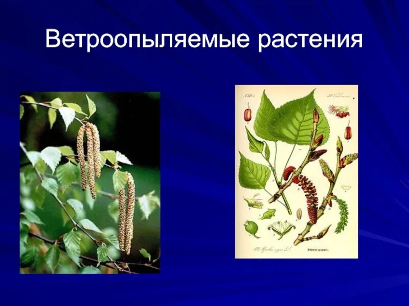 Ветроопыляемые растения. Цветки ветроопыляемых растений. Ветроопыляксре растения. Приспособления ветроопыляемых растений.
