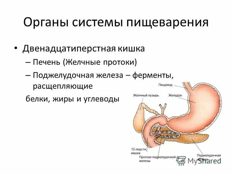 Ферменты поджелудочной железы расщепляются. 12 Перстная кишка печень поджелудочная железа. Ферменты двенадцатиперстной кишки. Двенадцатиперстная кишка ферменты и функции. Панкреатические ферменты.