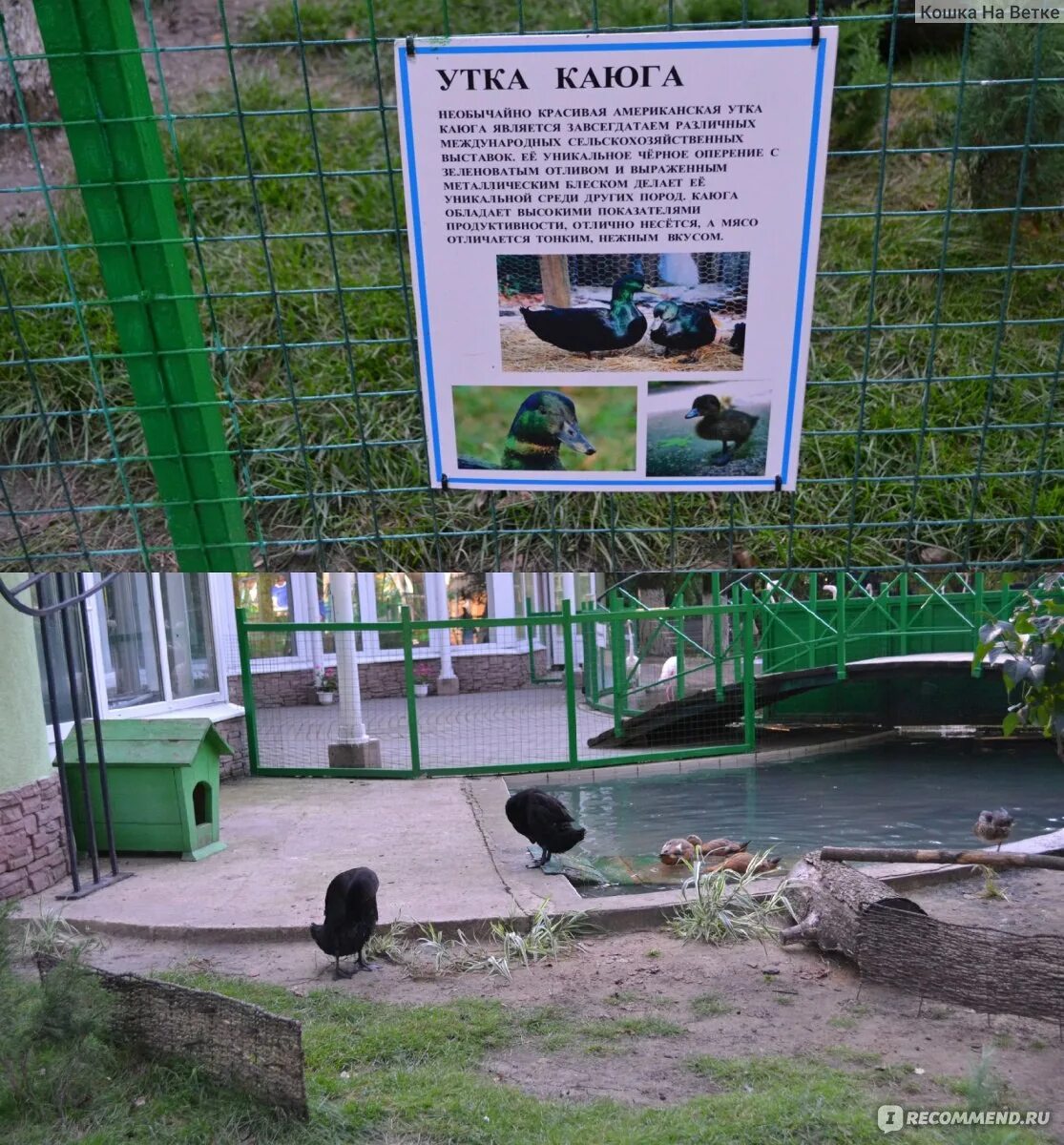 Зоопарк липецк график. Липецкий зоопарк ул. Зоопарк липецк билеты. Липецкий зоопарк режим работы. График работы зоопарка.
