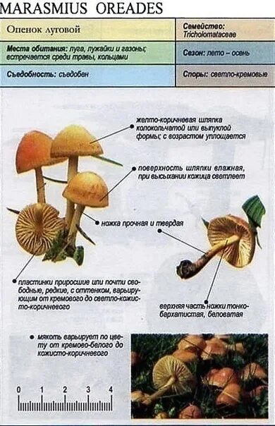 Опенок осеннний: таблица с описанием, фото, когда собирать и где растет?