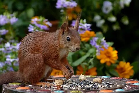Squirrel's