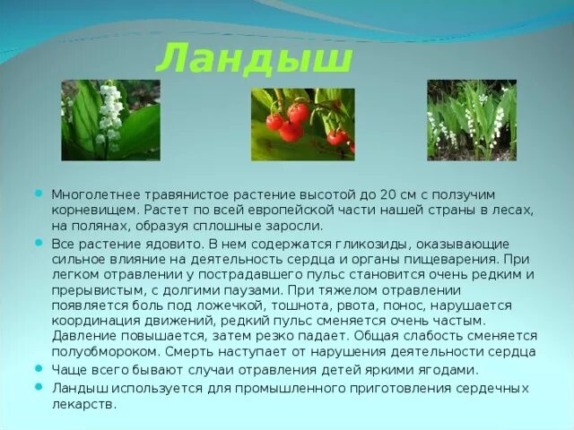 Ядовитые растения окружающий мир 2 класс сообщение. Ядовитые растения. сообщение о ядовитых растениях. ядовитые растения доклад.