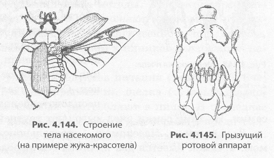 Строение насекомого майского жука. Строение ротового аппарата майского жука. Строение насекомых Майский Жук. Внутреннее строение майского хруща. Строение головы майского жука.