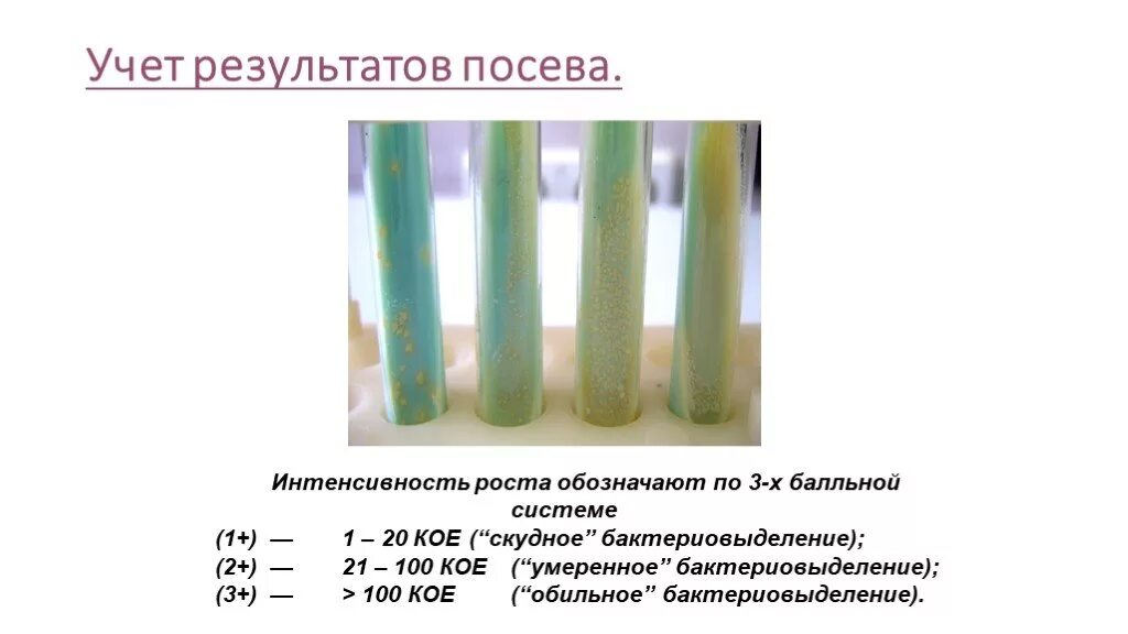 Интерпретация посева