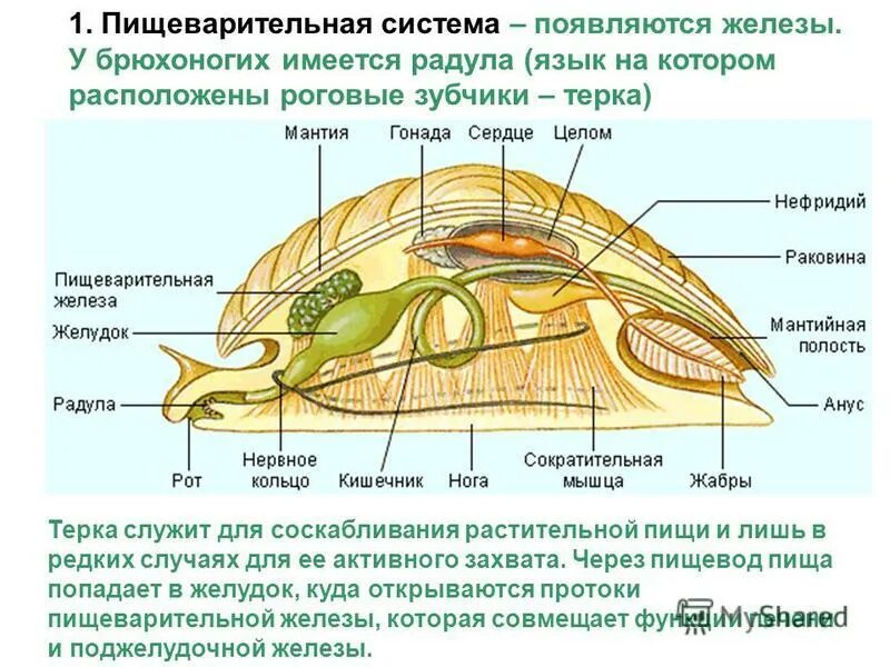 Пищеварительная система брюхоногих моллюсков. Моллюски пищеварительная система Радула. Пищеварительная система брюхоногих схема. Класс брюхоногие пищеварительная система. Сердце брюхоногих