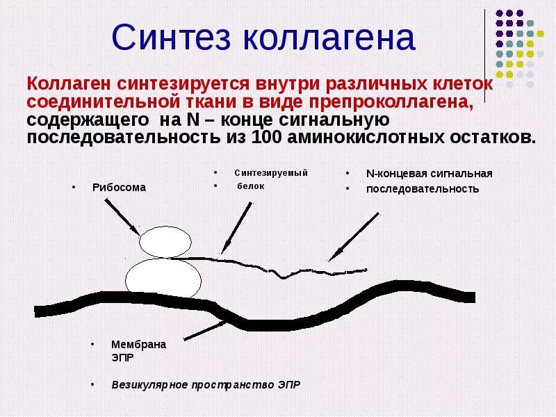 Синтезируют коллаген. Схема этапов синтеза коллагена. Биосинтез эластина биохимия. Синтез коллагена схема. Биосинтез коллагена схема.