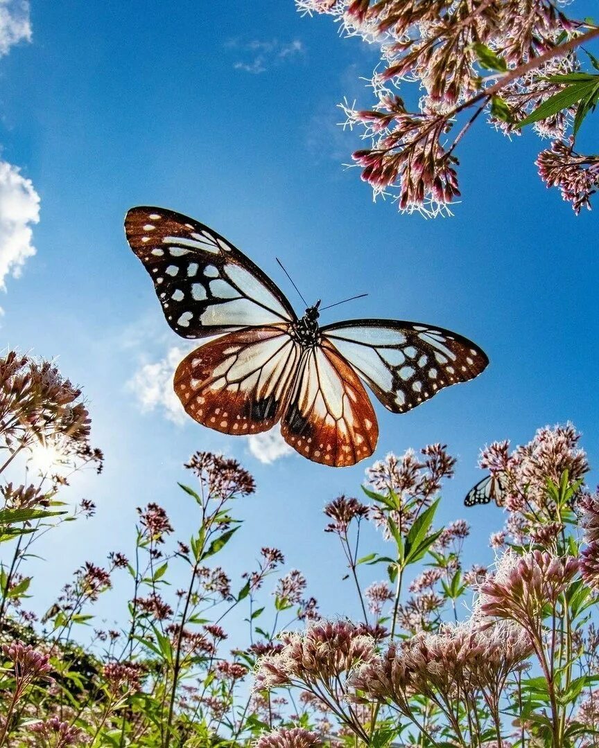 Одуванчик на ветру. Полет бабочки. Летающие цветы. Легкий ветер. Падающая птица.