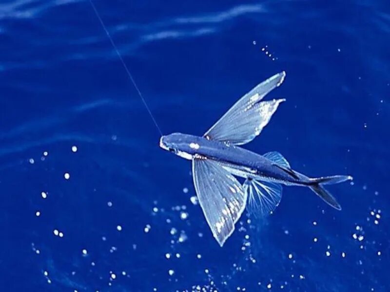 Летучая рыба 2. Японская летучая рыба Дальневосточный длиннокрыл. Рыба летяга. Четырехкрылая летучая рыба. Двукрылые рыбы.
