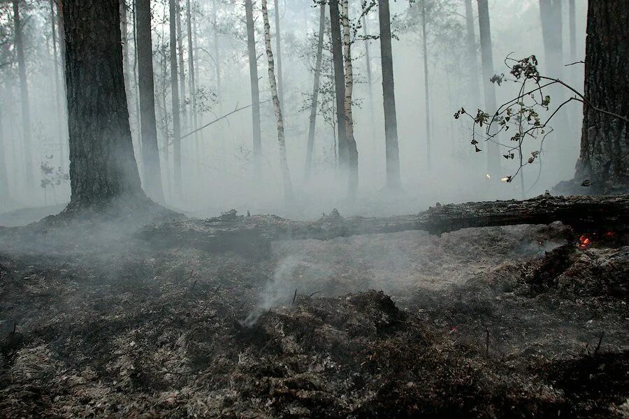 лес в огне. лес австралии после пожара. выжженное место. выжженное место. низовой беглый лесной пожар.
