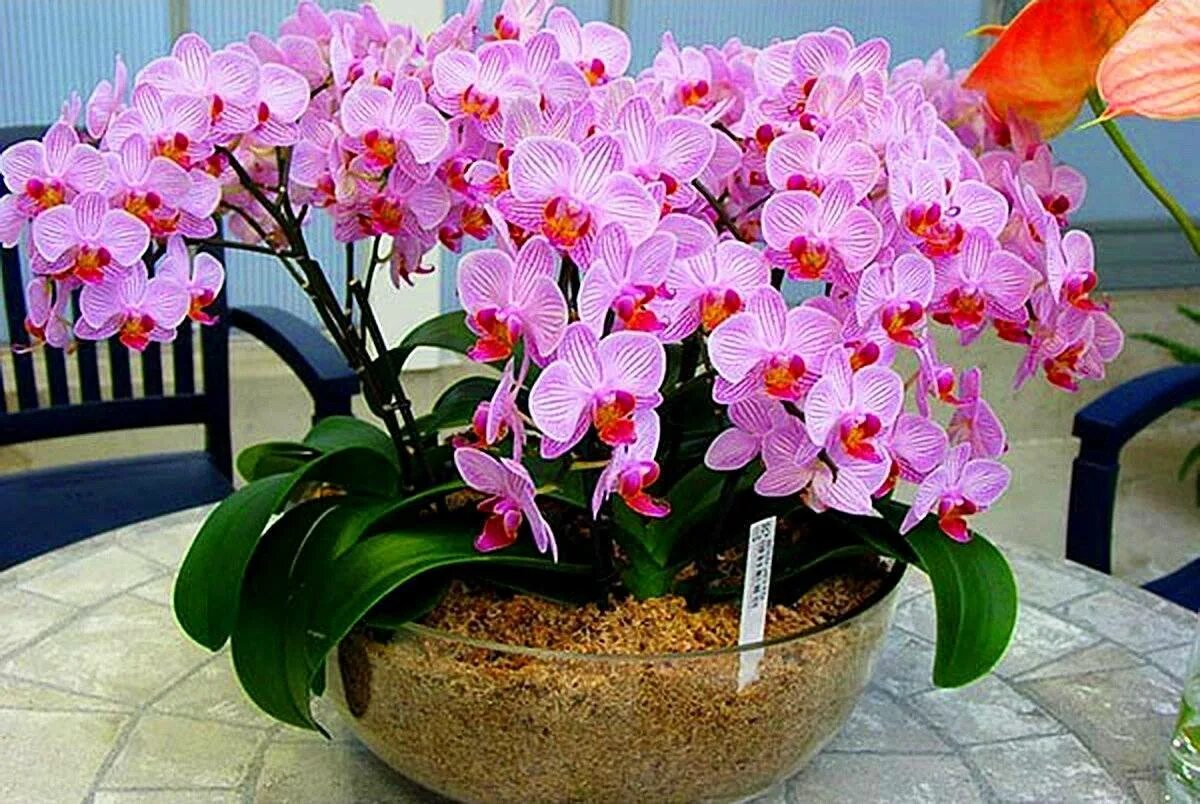 Орхидея фаленопсис Мильтония. Фаленопсис мультифлора Cancun. Фаленопсис Цветущий. Орхидея фаленопсис Каскад.