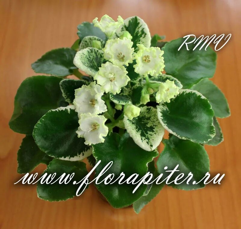 Фиалка н кикимора. Фиалка сорт кикимора. Н кикимора. Фиалка кикимора. Н кикимора.