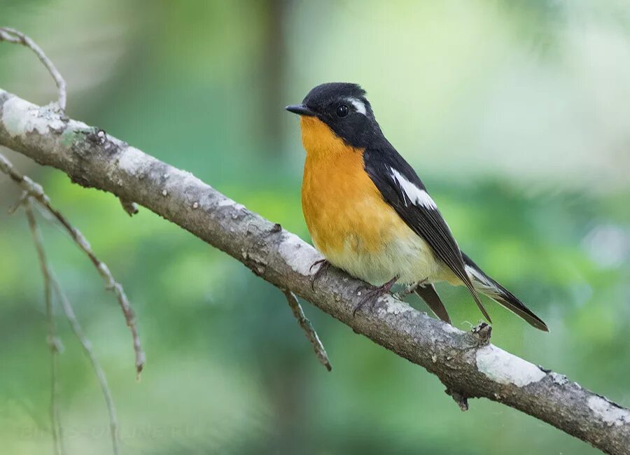 птицы осенью. крупные хищные птицы подмосковья. стайка птиц. перелетные птицы астраханской области. миграция перелетных птиц.