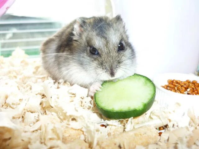 Хомяк с огурчиком. Хомяки едят огурцы. Хомяки едят огурцы. Хомяк с огурцом. Хомяк и банан.