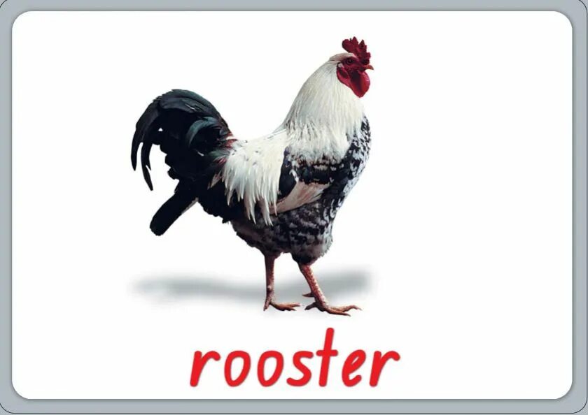 Как пишется по английски петух. Как кричит петух по английски. Как пишется по английски петух. Как пишется по английски петух. Петух по английский.