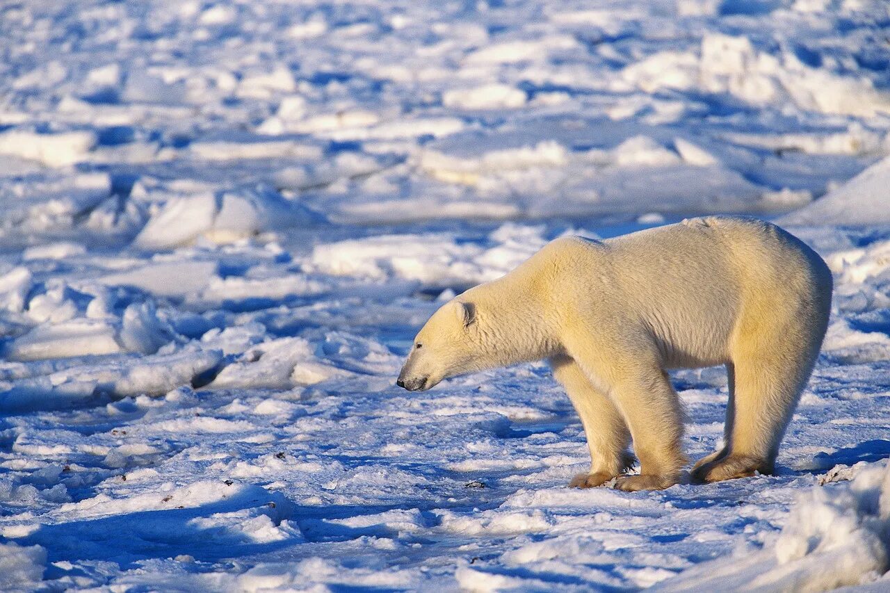 Белый медведь в тундре. Животные тундры белый медведь. Белый медведь в арктической пустыне. Белый медведь в Северной Америке. Животный мир природной зоны арктические пустыни