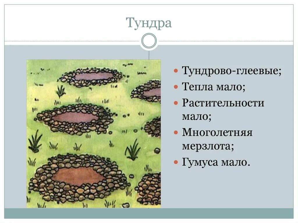 Тундрово-глеевые почвы гумус. Тундрово глеевые растительность. Тундрово-глеевые почвы содержание гумуса. Почвообразование в тундре. Содержание гумуса в тундровой глеевой почве