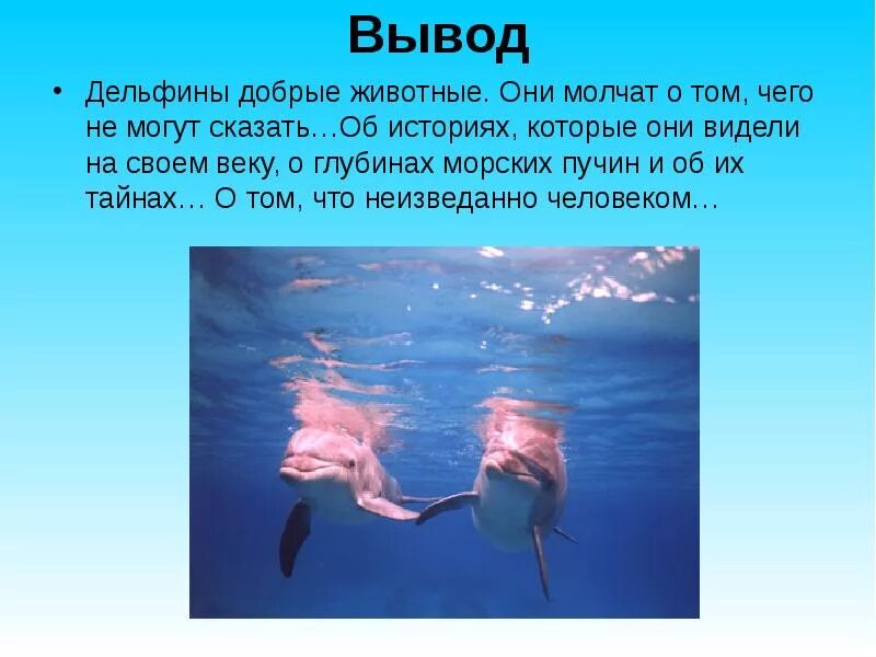 Как понимать легенда поведала. Презентация про дельфинов. Доклад про дельфинов. Вывод про дельфинов. Презентация на тему дельфины.