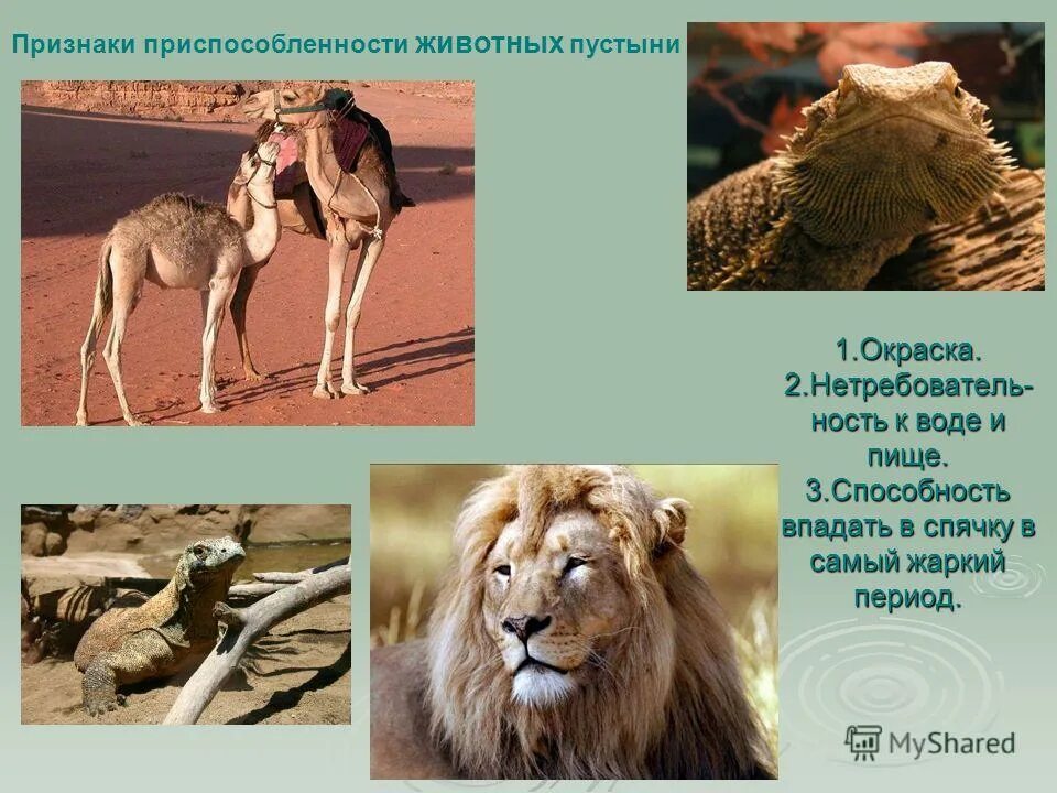 Приспособление животных к обитанию в пустыне. Приспособление животных к обитанию в пустыне. Приспособления животных к жизни в пустыне. Приспособления животных. Приспособление животных к условиям пустыни.