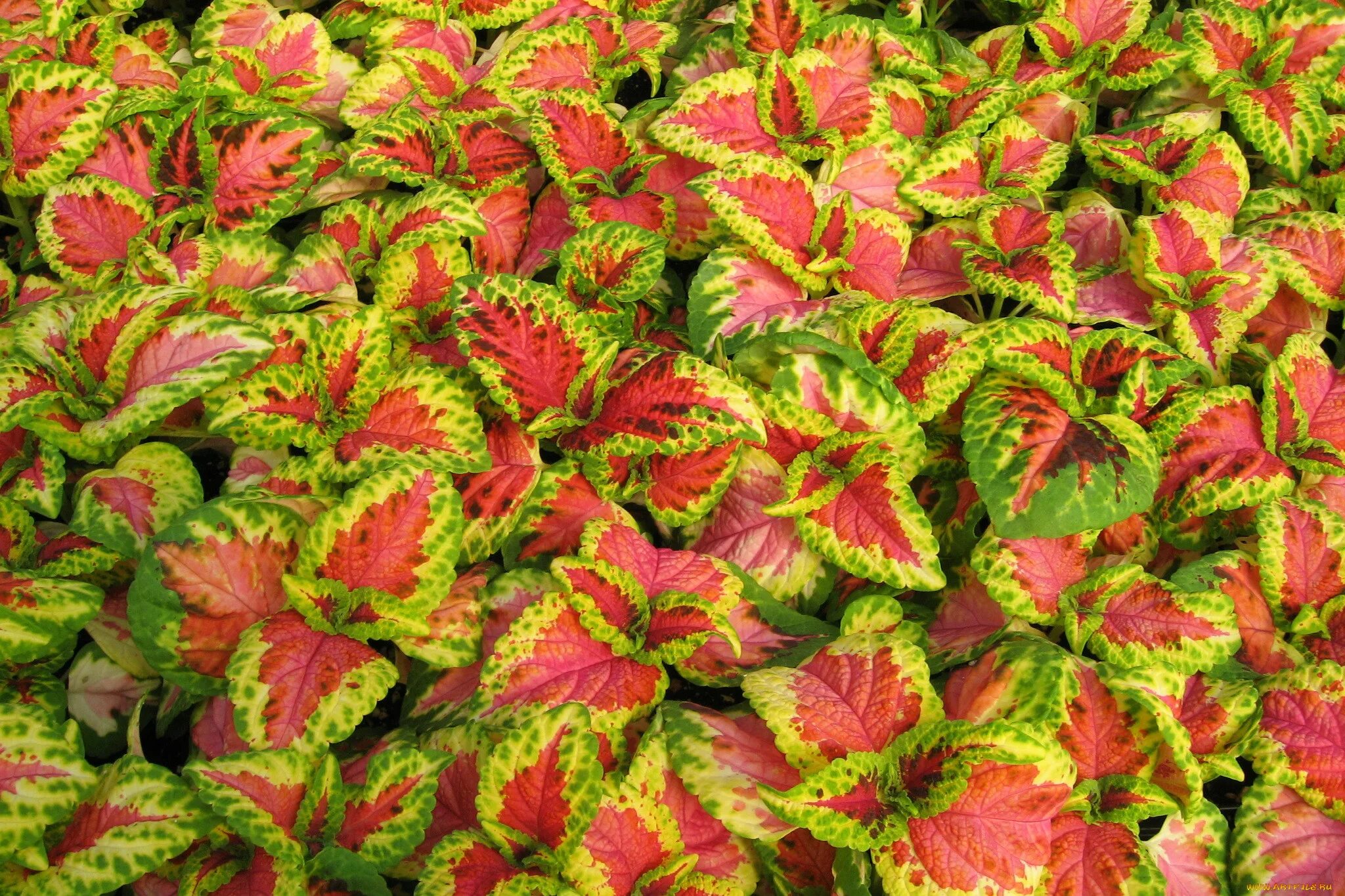 Колеус сорта. Колеус ренельта coleus rehneltianus. колеус hedwig. salmon lace колеус. колеус визард микс.