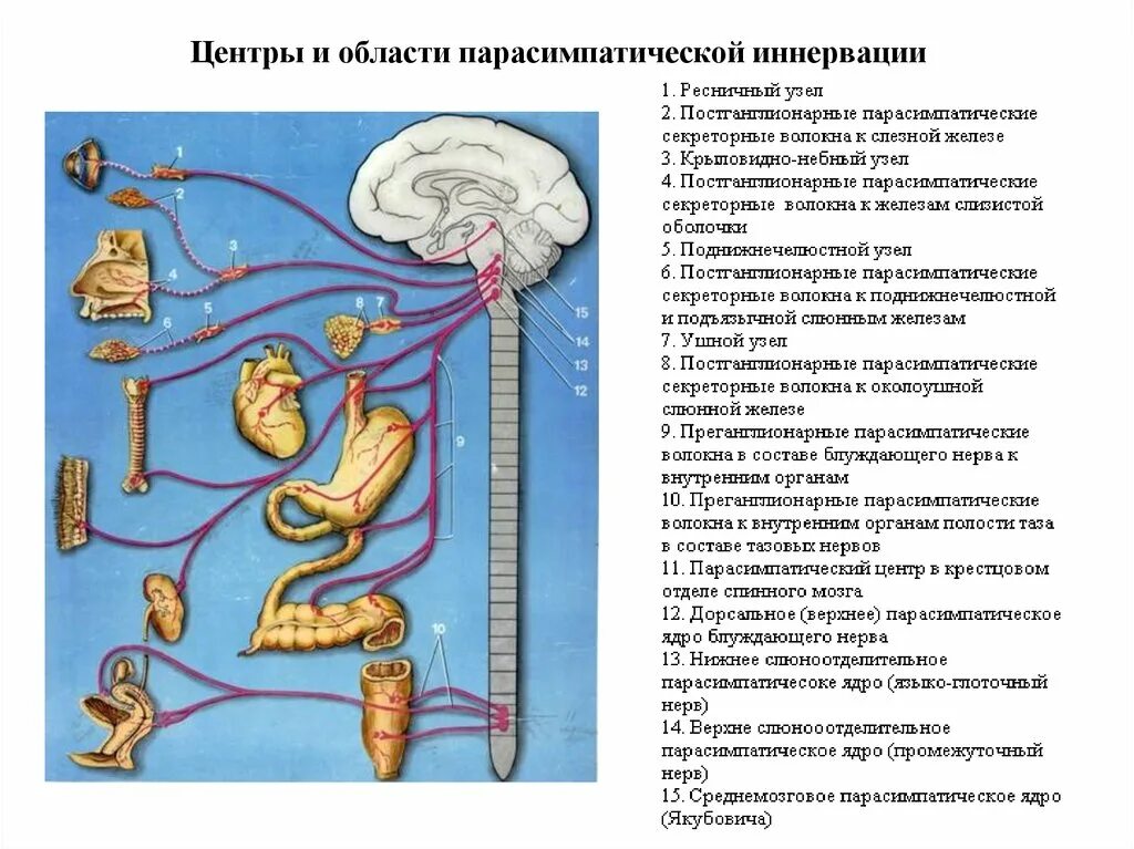 Парасимпатическая нервная система иннервирует. Вегетативная нервная система иннервирует. Среднемозговой отдел парасимпатической системы. Парасимпатическая иннервация.