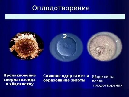 Яйцеклетка невооруженным глазом