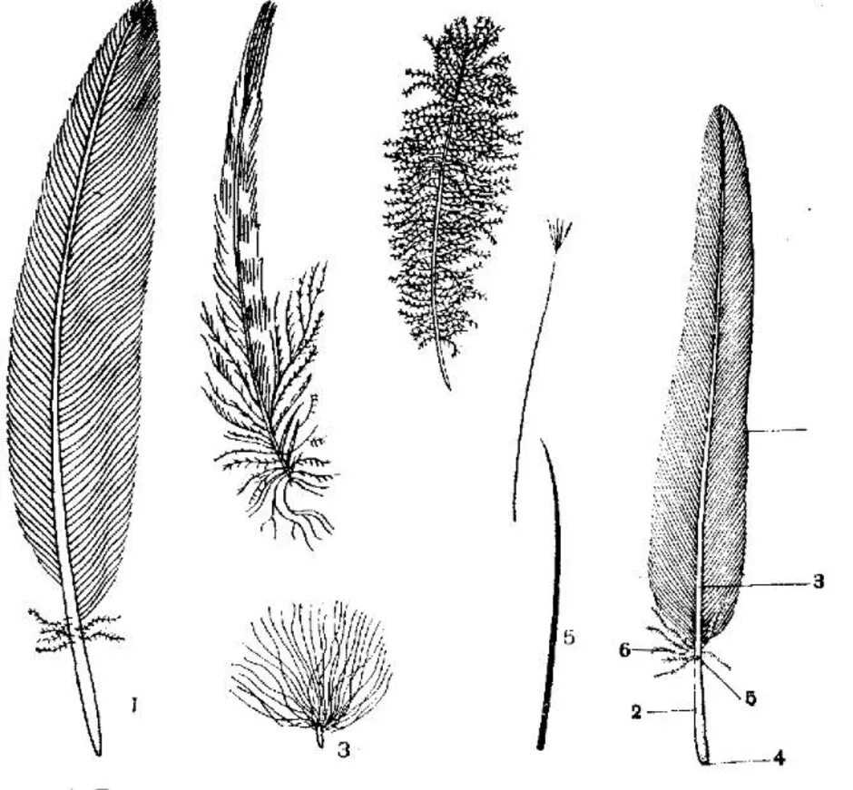 По строению перья бывают. Пуховое перо перо строение. Пуховое перо у птиц биология 7. Строение пуховое перо пера. Строение контурного махового пера.