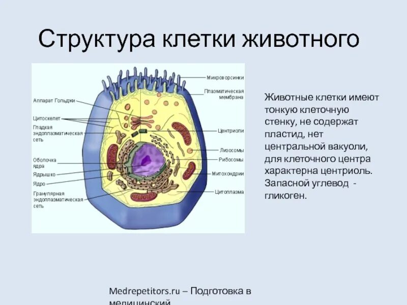 Следующее строение. Схема строения клетки животного. Органоиды животной клетки клеточный центр. Строение животной клетки 9 класс биология. Строение структура функции животной клетки.