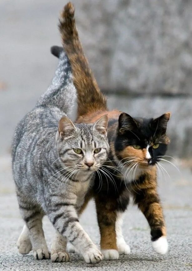 Красивые кошки. Картинки для декупажа кошки. Les chats. Винтажные картинки кошки в корзине. Кошка европейская короткошерстная серая полосатая.