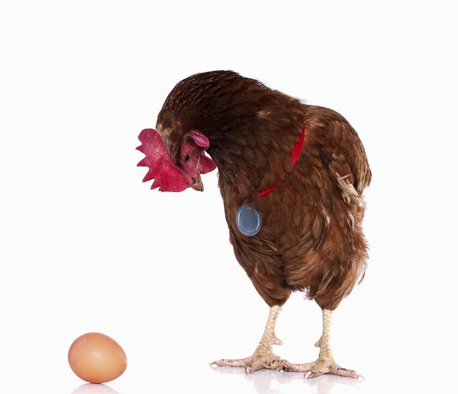 Выносил яйца. Куры. Несущая курица. Курица несущая яйца.